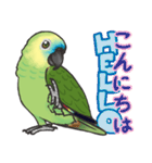 アオボウシインコ（個別スタンプ：3）