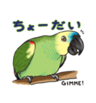 アオボウシインコ（個別スタンプ：16）