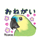 アオボウシインコ（個別スタンプ：30）