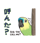 アオボウシインコ（個別スタンプ：38）