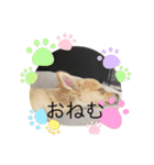 チャミとマロ（個別スタンプ：11）