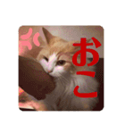 Lily 日常スタンプ（個別スタンプ：6）