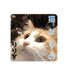 Lily 日常スタンプ（個別スタンプ：7）