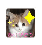 Lily 日常スタンプ（個別スタンプ：9）