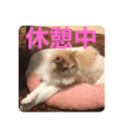 Lily 日常スタンプ（個別スタンプ：10）