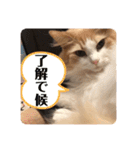 Lily 日常スタンプ（個別スタンプ：13）