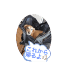我が家の愛犬ときどき息子（個別スタンプ：5）