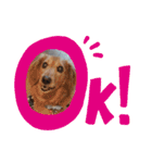 我が家の愛犬ときどき息子（個別スタンプ：6）