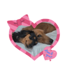 我が家の愛犬ときどき息子（個別スタンプ：8）