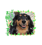我が家の愛犬ときどき息子（個別スタンプ：9）