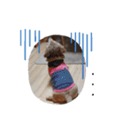 我が家の愛犬ときどき息子（個別スタンプ：11）