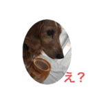 我が家の愛犬ときどき息子（個別スタンプ：12）