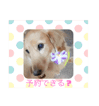 我が家の愛犬ときどき息子（個別スタンプ：14）