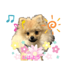 あんずの日常(ポメラニアン)（個別スタンプ：1）