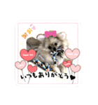 あんずの日常(ポメラニアン)（個別スタンプ：3）