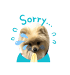 あんずの日常(ポメラニアン)（個別スタンプ：4）