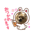あんずの日常(ポメラニアン)（個別スタンプ：5）