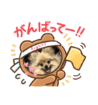 あんずの日常(ポメラニアン)（個別スタンプ：6）
