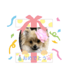 あんずの日常(ポメラニアン)（個別スタンプ：8）
