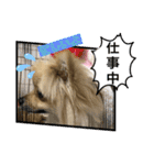 あんずの日常(ポメラニアン)（個別スタンプ：10）