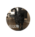 帰るにゃ（個別スタンプ：6）