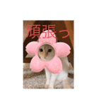 かわいい白猫の甘えん坊スタンプ^_^2（個別スタンプ：2）