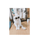 かわいい白猫の甘えん坊スタンプ^_^2（個別スタンプ：3）