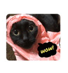 黒猫 cocona（個別スタンプ：1）