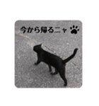 黒猫 cocona（個別スタンプ：4）