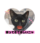 黒猫 cocona（個別スタンプ：5）