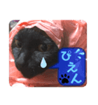 黒猫 cocona（個別スタンプ：6）