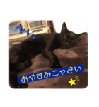 黒猫 cocona（個別スタンプ：7）