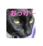 黒猫 cocona（個別スタンプ：8）