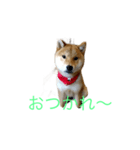 DQN チャロ（個別スタンプ：3）