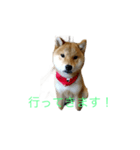 DQN チャロ（個別スタンプ：4）