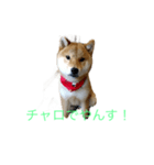 DQN チャロ（個別スタンプ：7）