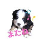 Rくん（バーニーズ）オッドアイ（個別スタンプ：1）
