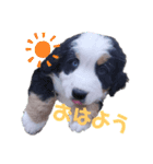 Rくん（バーニーズ）オッドアイ（個別スタンプ：2）