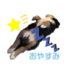 Rくん（バーニーズ）オッドアイ（個別スタンプ：4）