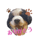 Rくん（バーニーズ）オッドアイ（個別スタンプ：11）
