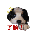 Rくん（バーニーズ）オッドアイ（個別スタンプ：12）