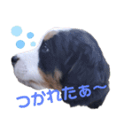 Rくん（バーニーズ）オッドアイ（個別スタンプ：13）