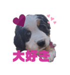 Rくん（バーニーズ）オッドアイ（個別スタンプ：15）