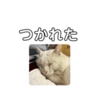 おがわさんのねこ（個別スタンプ：6）