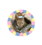 cocousagisann（個別スタンプ：8）