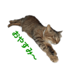 とっても可愛い猫（個別スタンプ：1）