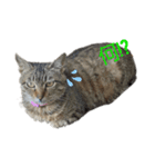 とっても可愛い猫（個別スタンプ：3）
