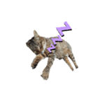 とっても可愛い猫（個別スタンプ：4）