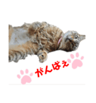 とっても可愛い猫（個別スタンプ：5）