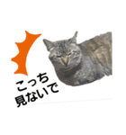 とっても可愛い猫（個別スタンプ：6）